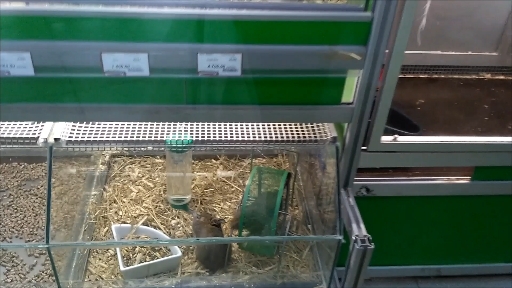 Pets