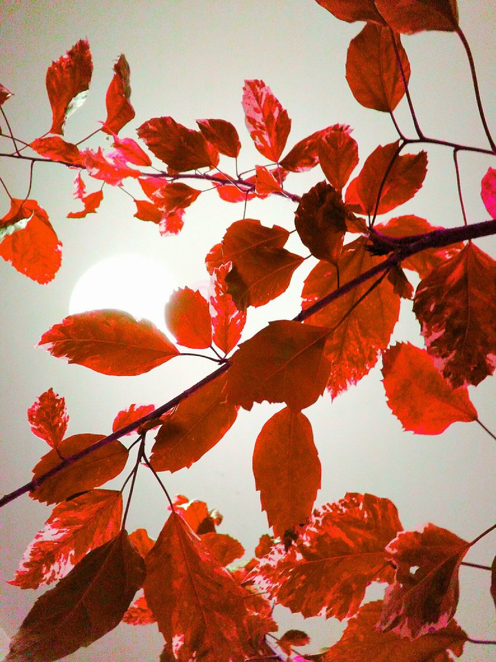 autumn leaves