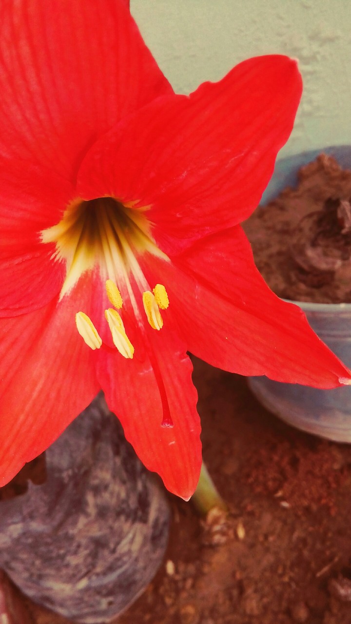 red red