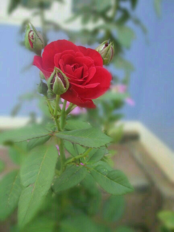 #my garden moments