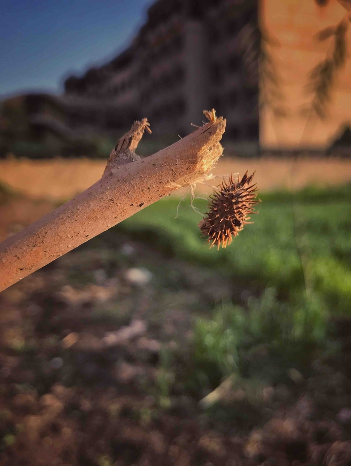 spike on stick