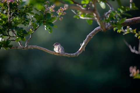 רקעים twig, beak