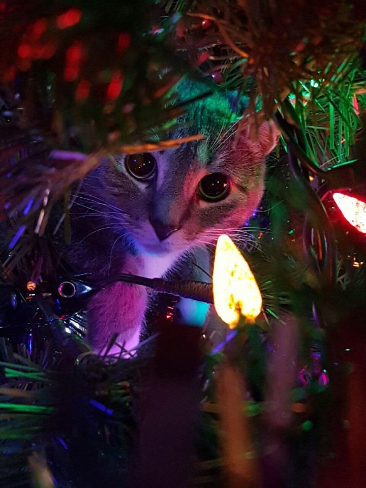 с новым годом!!