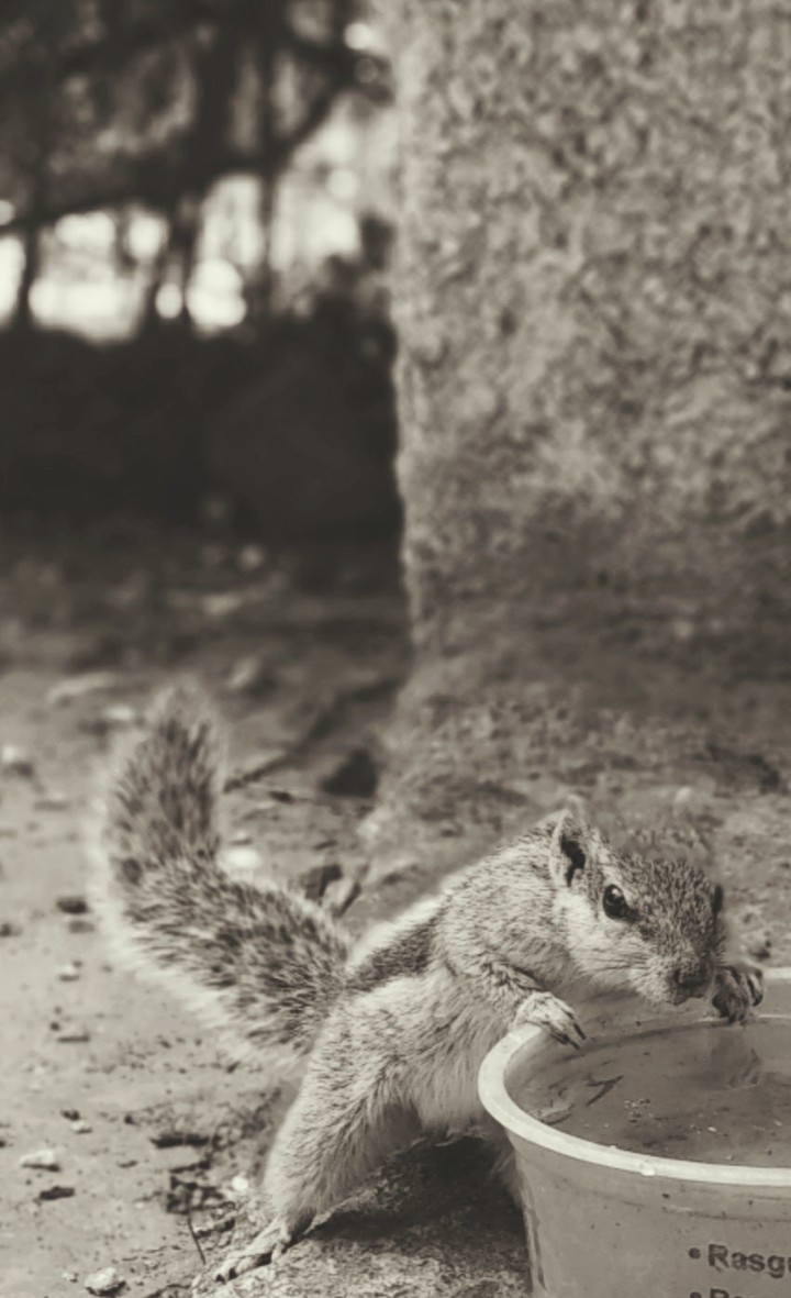 Squirrel thirst....