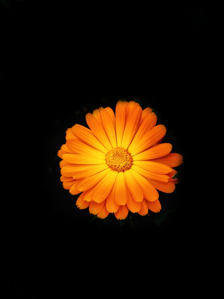 amoled flower