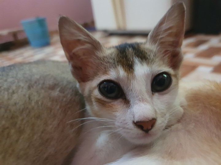 cat