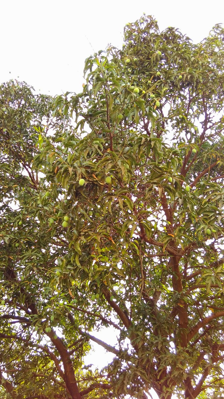 #mangoes#tasty