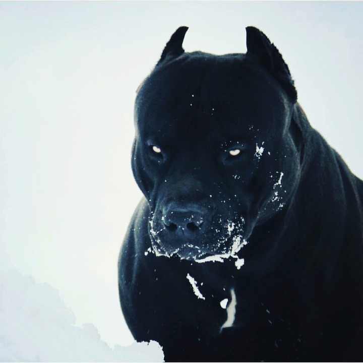 Dangerous Dog
