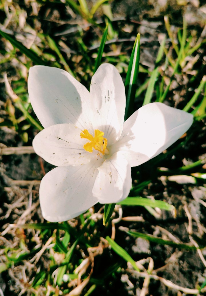 Crocus
