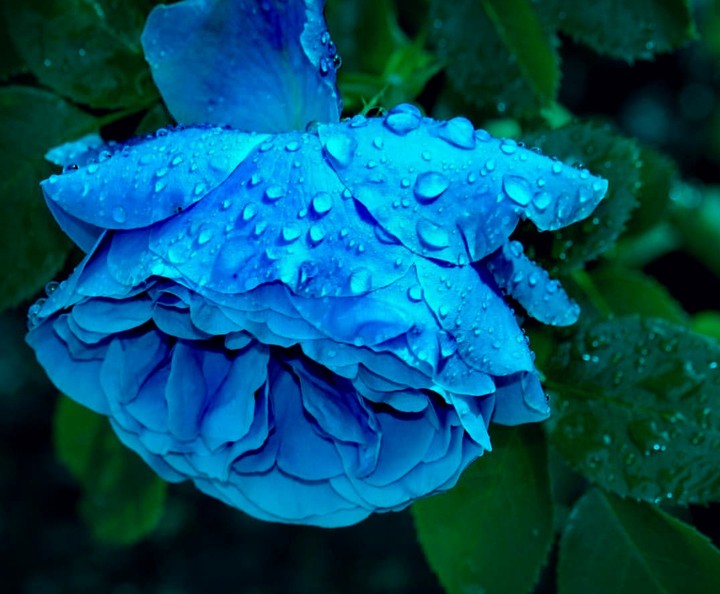 droplets