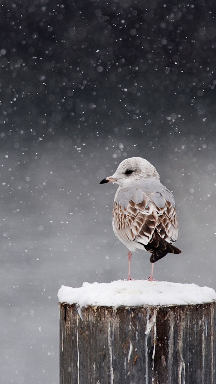 Snow bird
