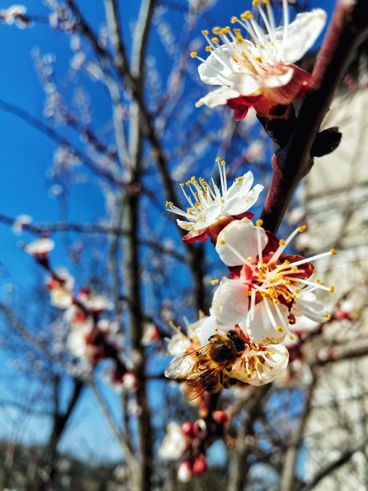 spring