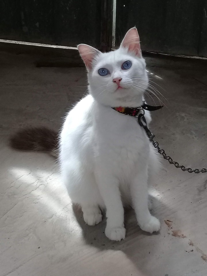 gato