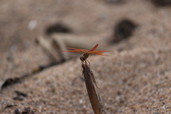 #helicopter #insect #lovefornature