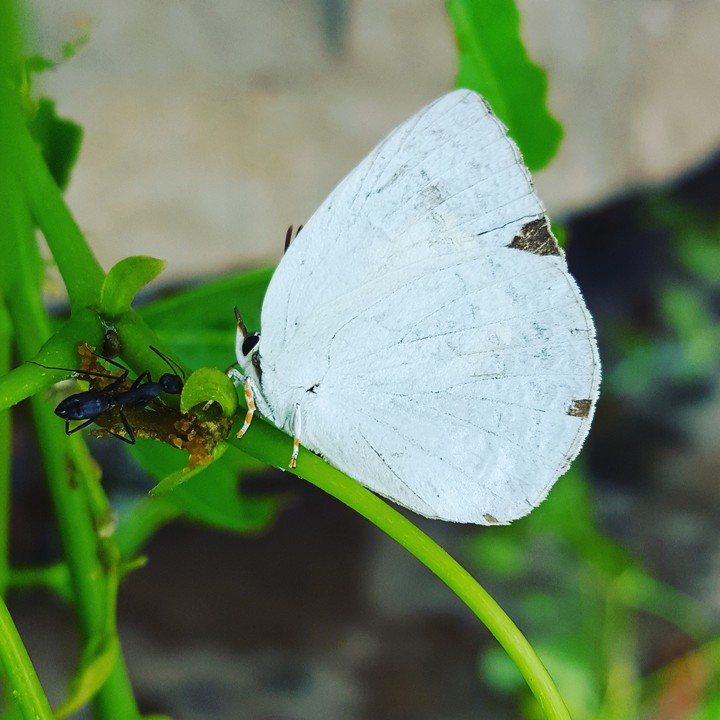 butterfly