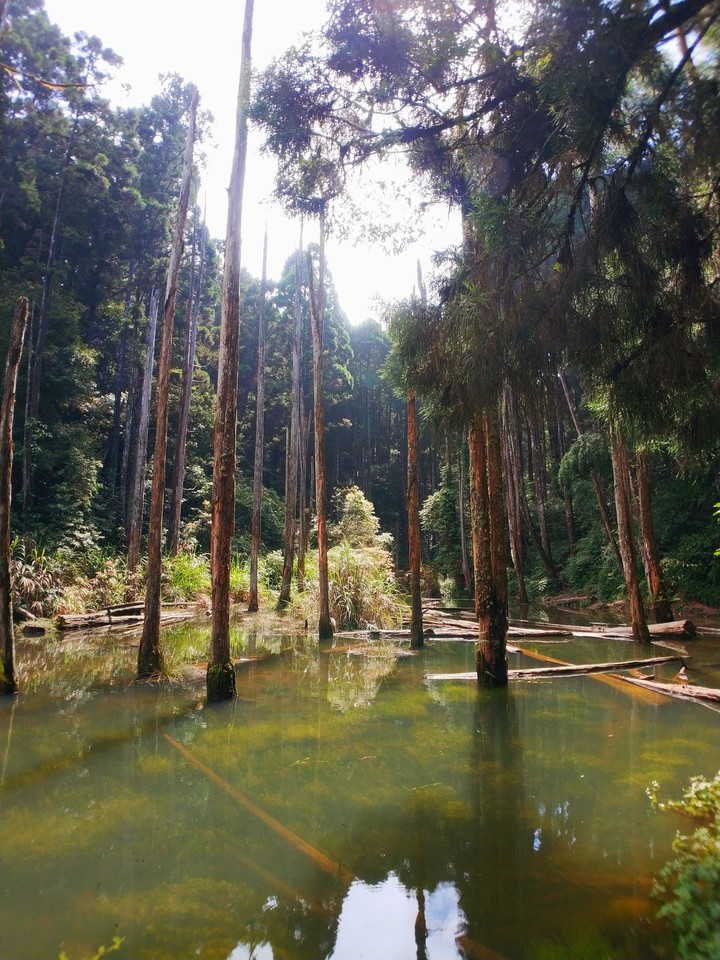 Forest
