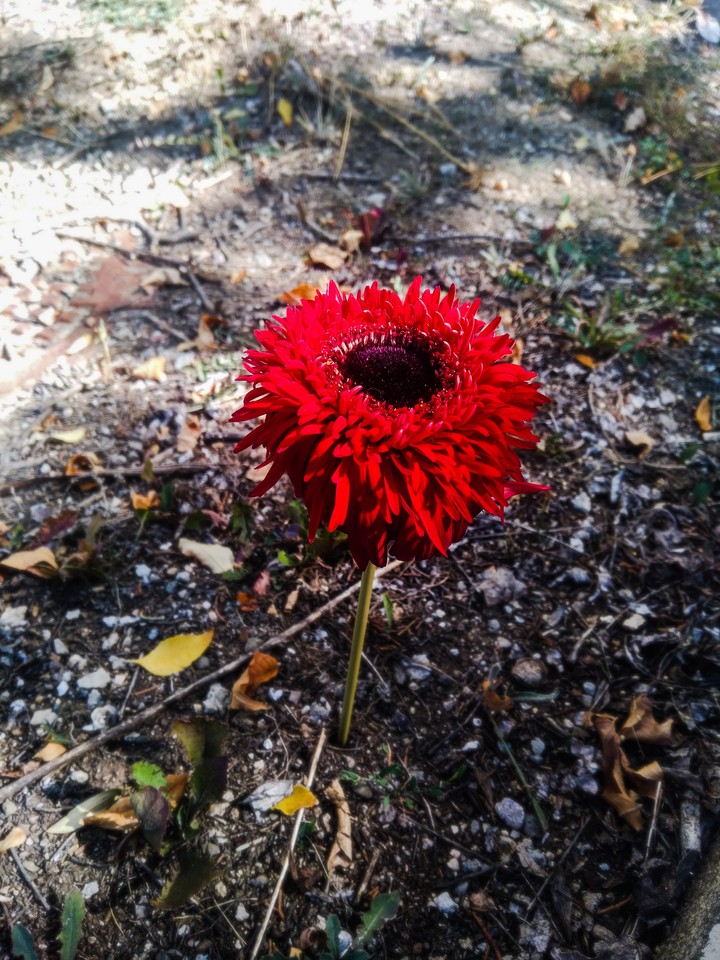 Flower
