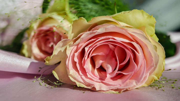 rose