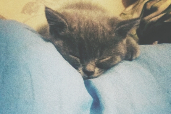 котенок британец