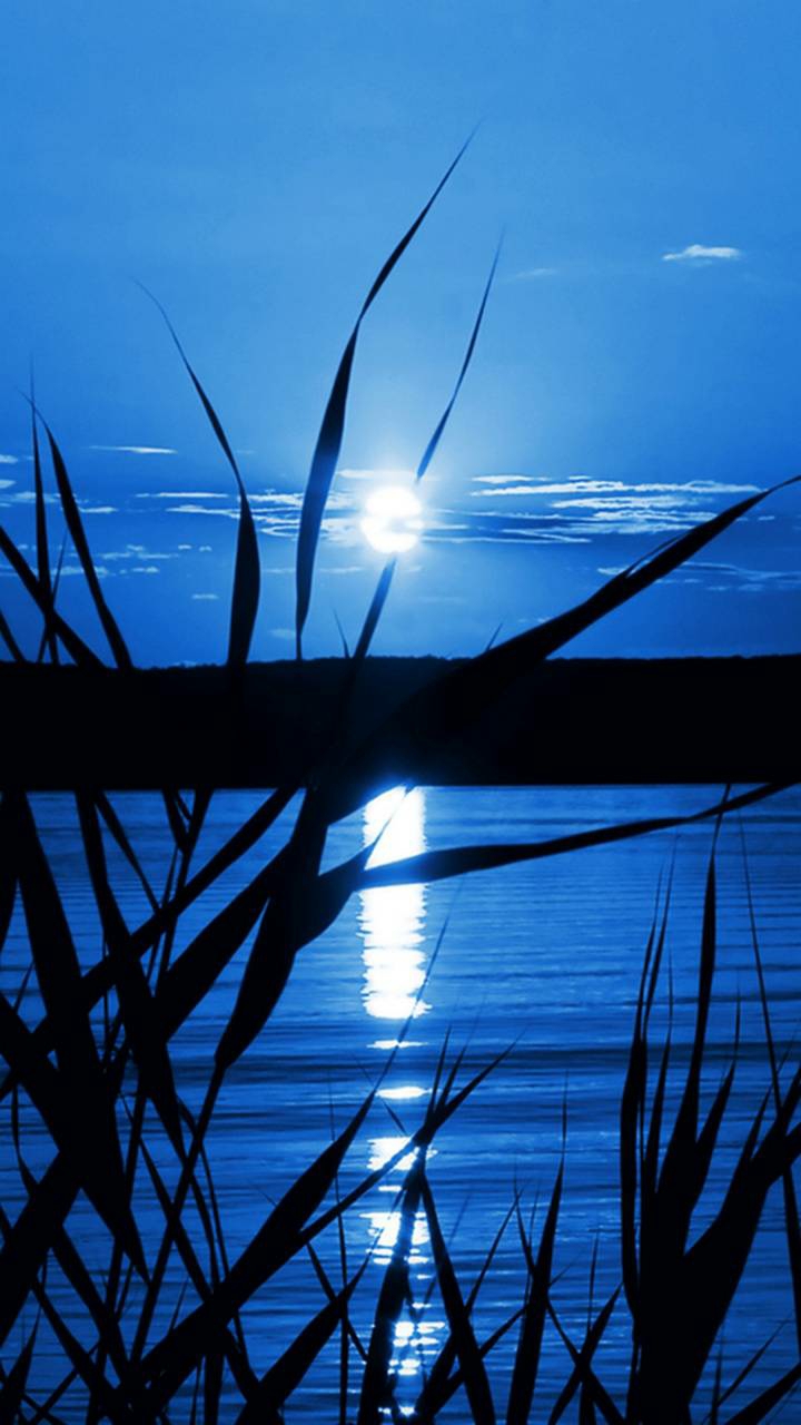 Moonlight