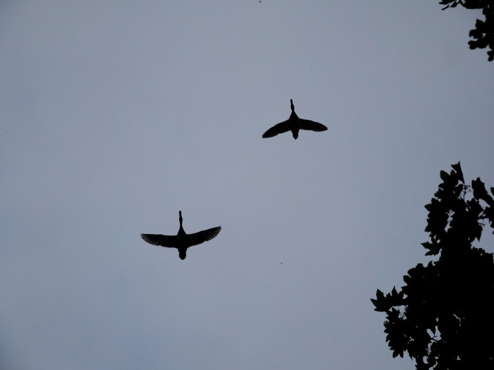 Enten, Tiere, Himmel, Baum, Pflanzen