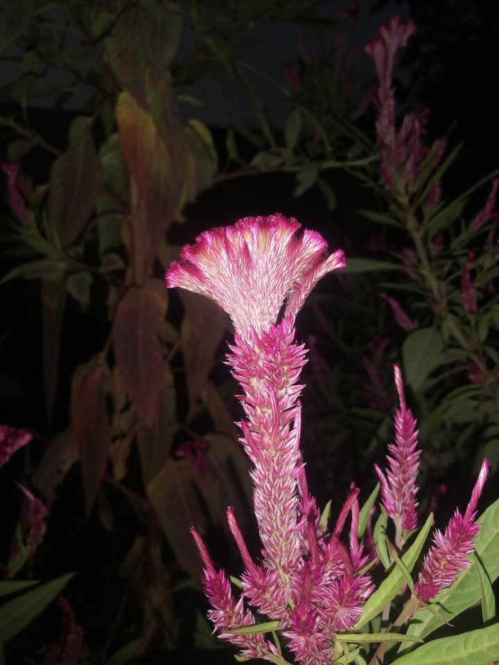 cock Flower
