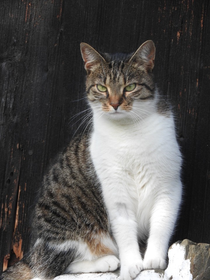 cat