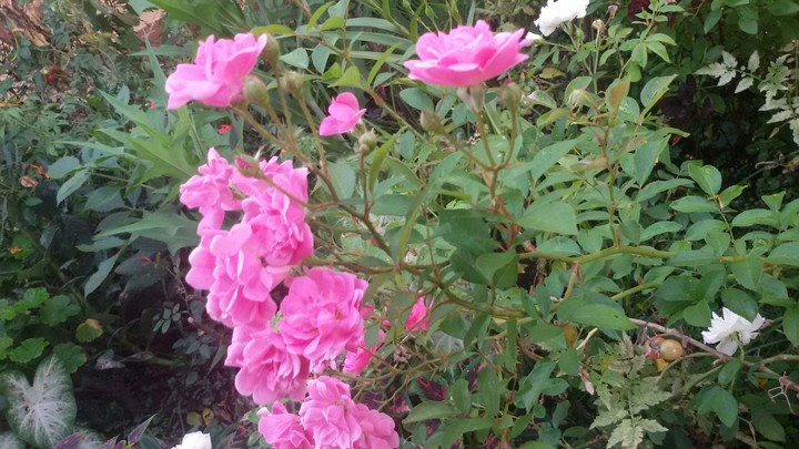 Always beautiful pink roses!!!