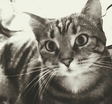 tiger eyes