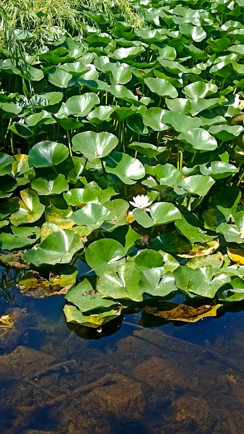 tapety plant, flower