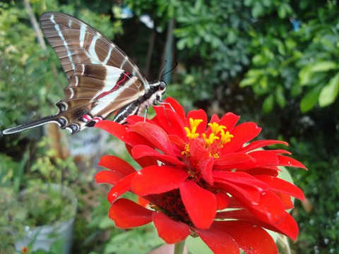 mariposa cola de golondrina