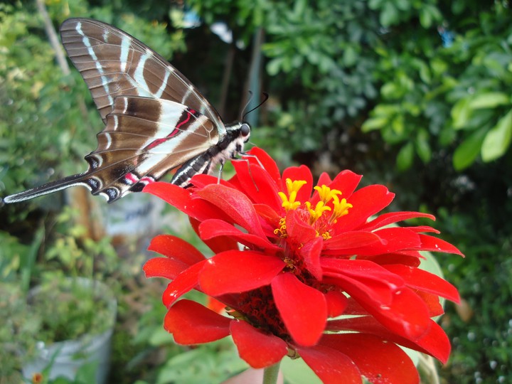 mariposa cola de golondrina