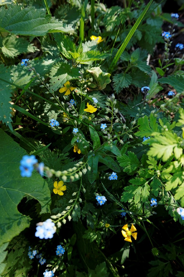 Flowers