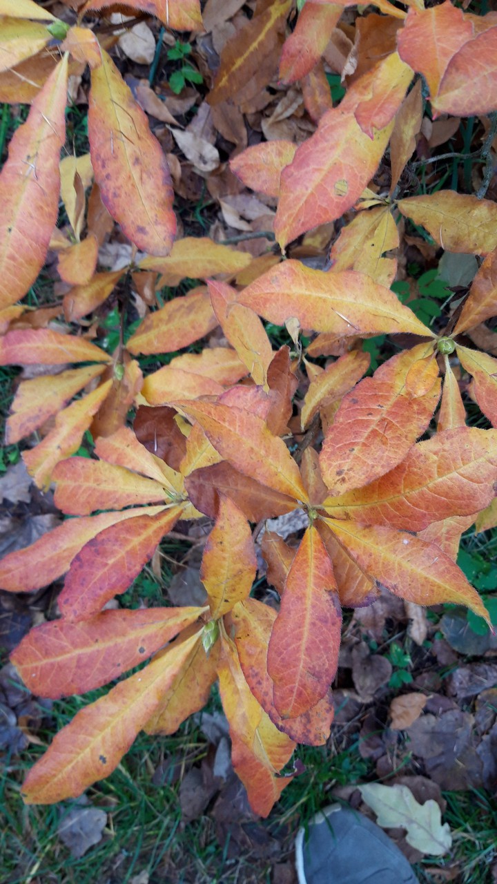 autumn