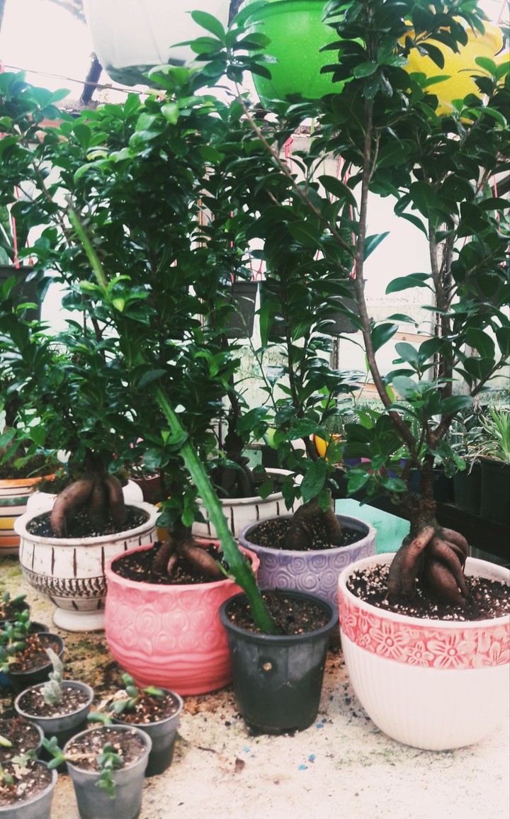 bonsai