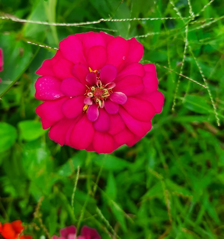 pink flower