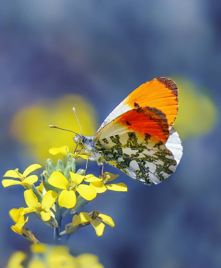 amazing butterfly...
