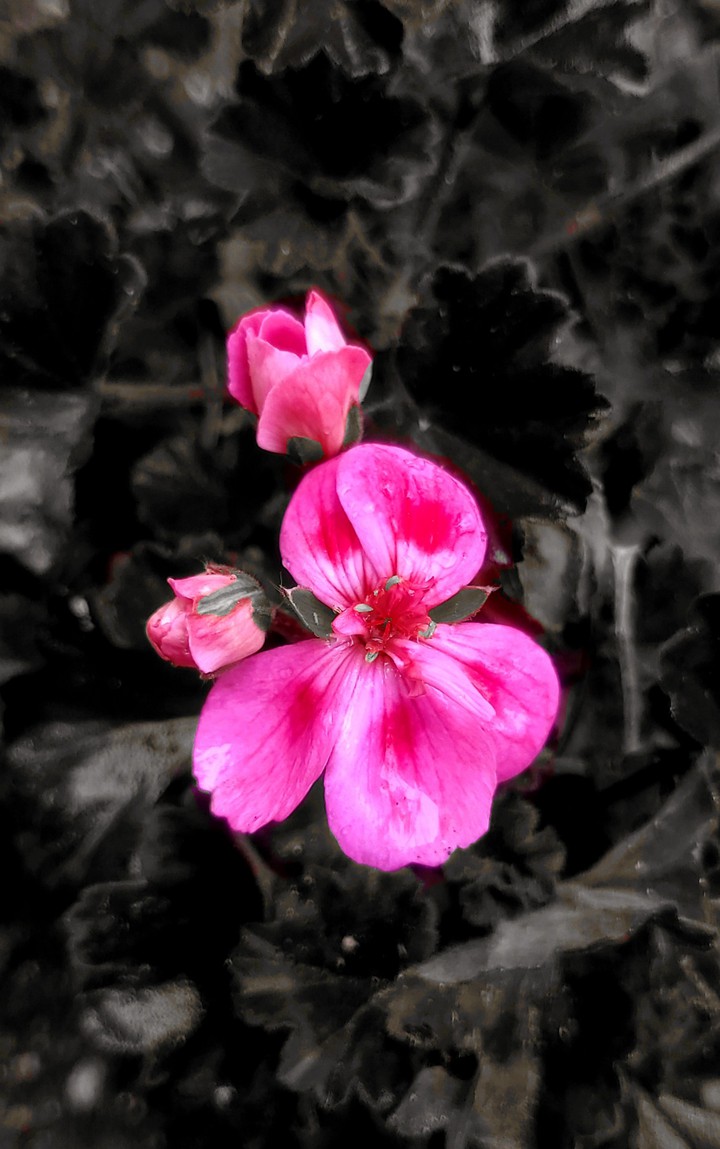 flowers