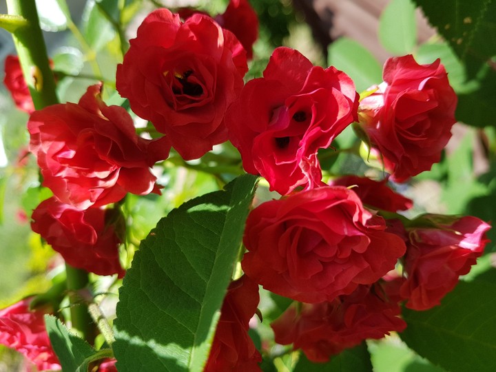 little roses