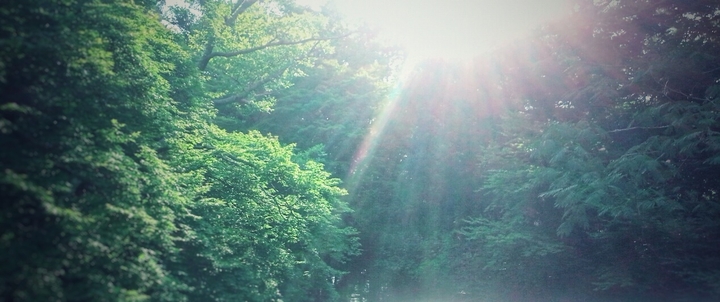 sunshine on the trees