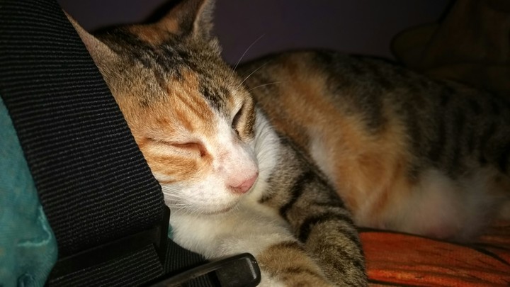 sleeping beauty of our house