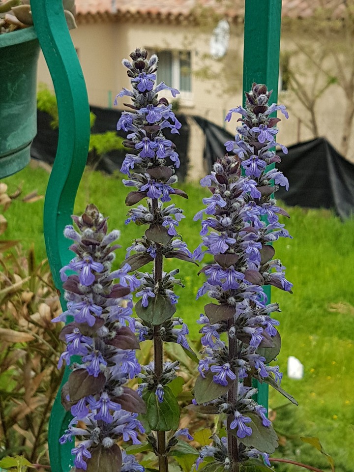 Bugle rampant