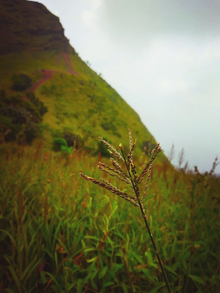 nature