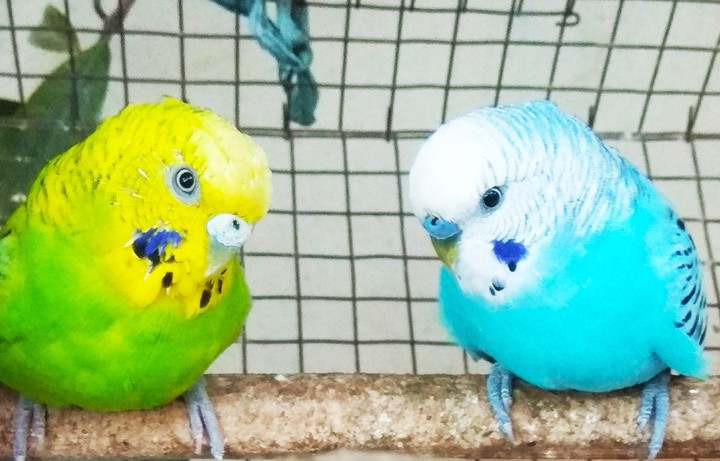 love birds