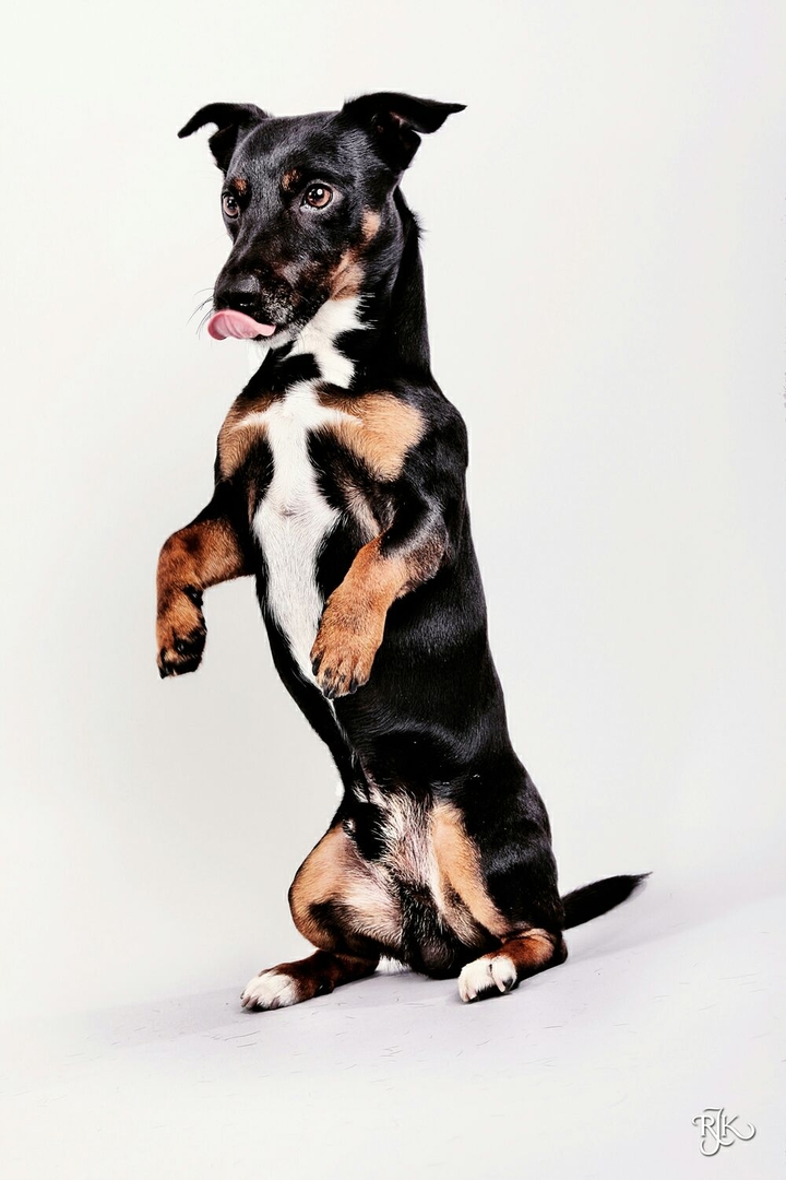Hond