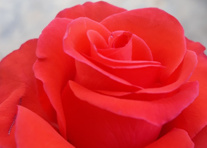 rose