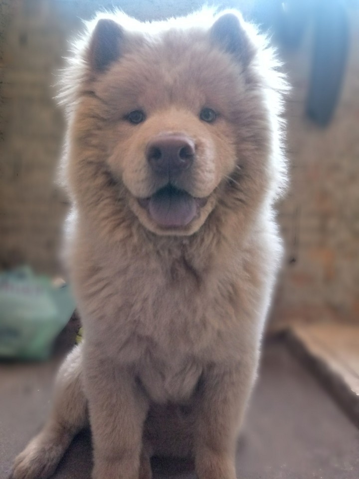 Dog