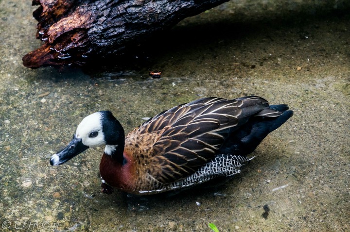 Mallard