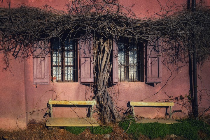 Wild home