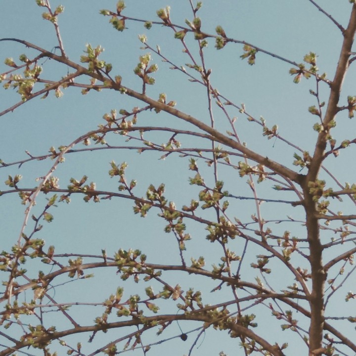 Spring